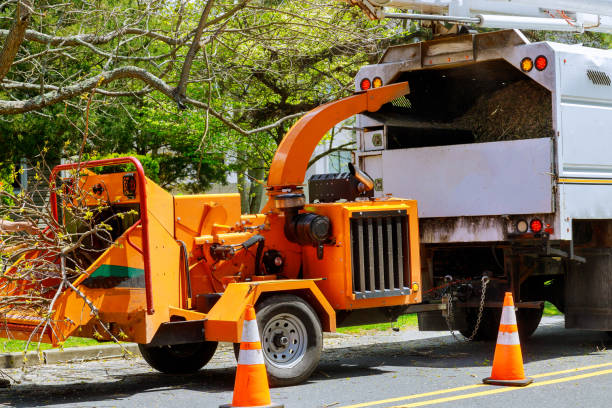 Best Large Tree Removal  in Friedens, PA